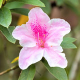 George L. Taber Azalea