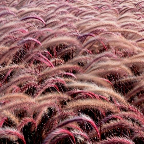 Purple Fountain Grass