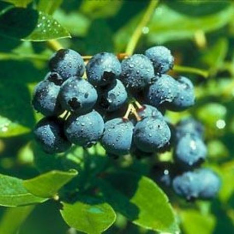 St. Cloud Blueberry Bush