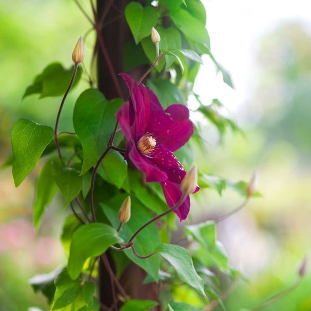 Bourbon Clematis