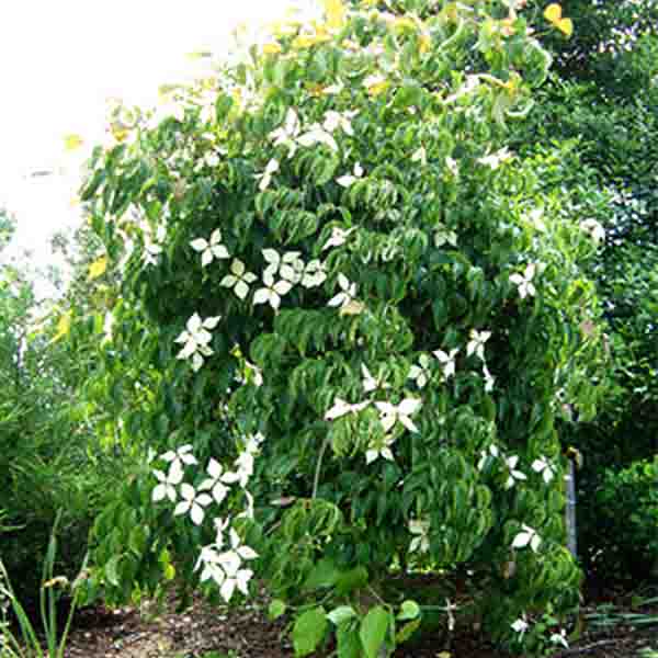 Elizabeth Lustgarten Weeping Kousa Dogwood