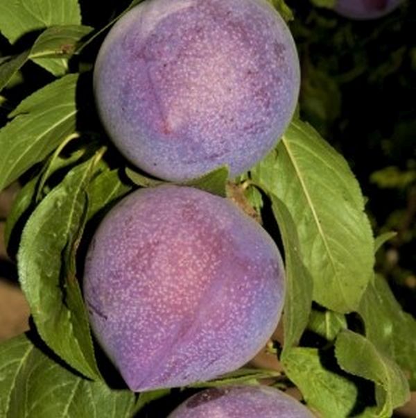 Candy Heart Pluerry&trade; Interspecific Plum Tree