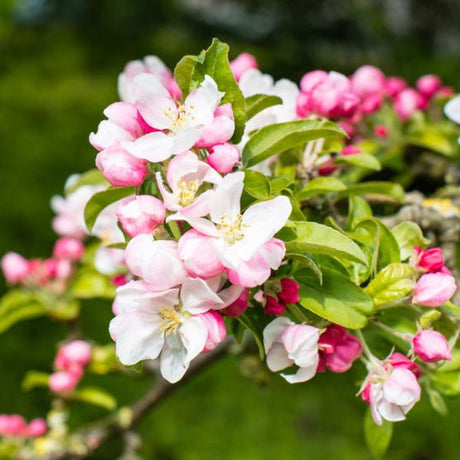 Marilee Crabapple Tree