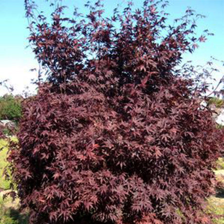 Crimson Prince Japanese Maple