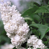 Beauty of Moscow Lilac