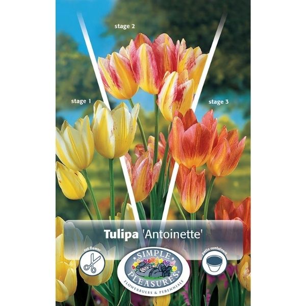 Antoinette Tulip