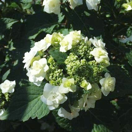 Wedding Gown&trade; Hydrangea