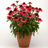 Sombrero Baja Burgundy Coneflower