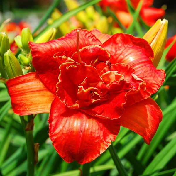 Moses' Fire Daylily