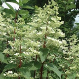 Fire and Ice&trade; Panicle Hydrangea Tree Form