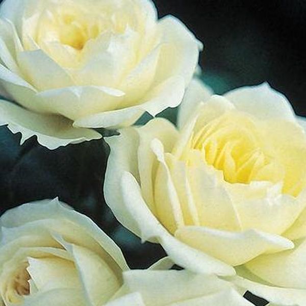 Bridal Sunblaze&reg; Rose