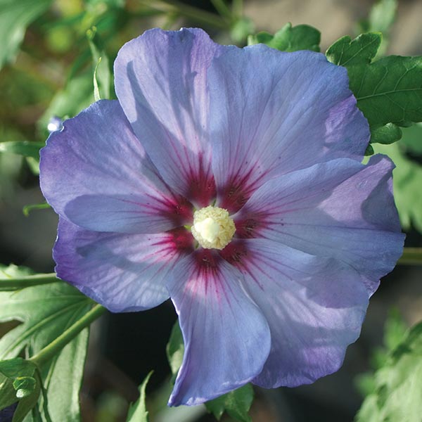 Azurri Blue Satin&reg; Rose of Sharon Tree Form