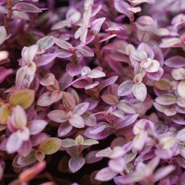 Pink Panther Wandering Jew