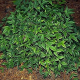 Harbor Dwarf Nandina