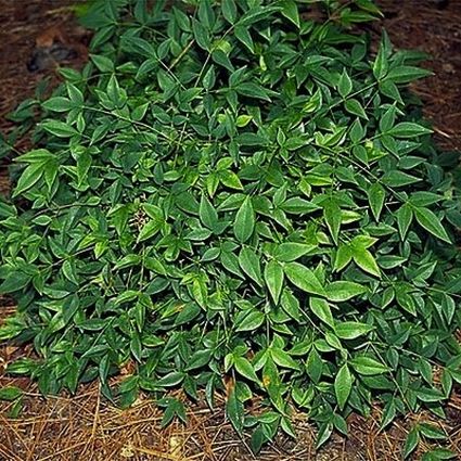 Harbor Dwarf Nandina