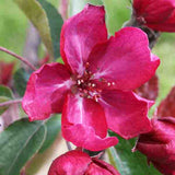 Red Barron Crabapple Tree