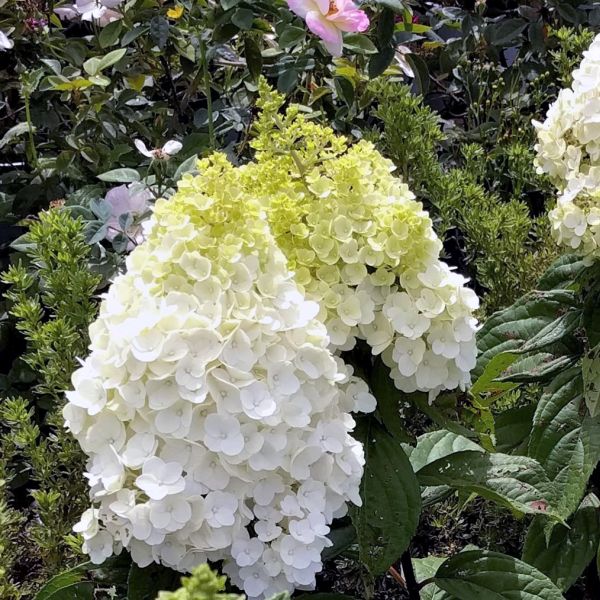 Moonrock® Panicle Hydrangea | Buy at NatureHills.com