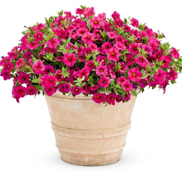 Cherry Red Superbells Calibrachoa