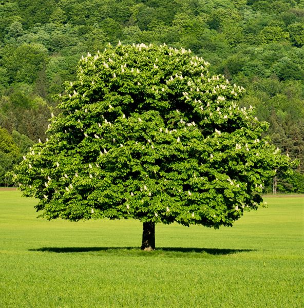 Dunstan Chestnut Trees