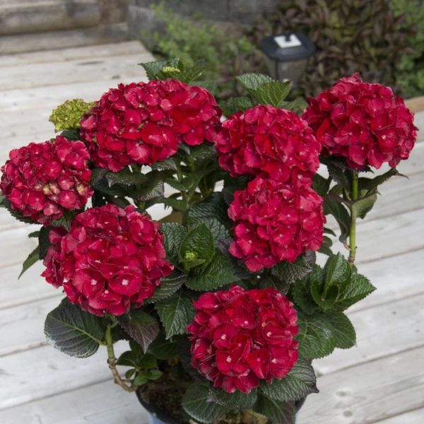 Cherry-Go-Round&trade; Bigleaf Hydrangea