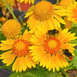 Arizona Apricot Blanket Flower