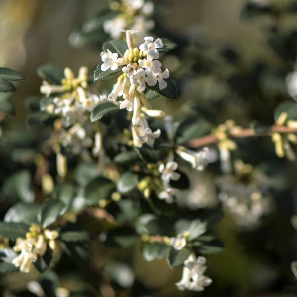 Delavay Osmanthus