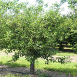 USDA Montmorency Cherry Tree