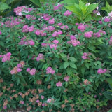 Proven Winners? Color Choice? Double Play? Artisan? Spiraea