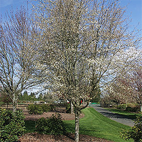 Cumulus Serviceberry