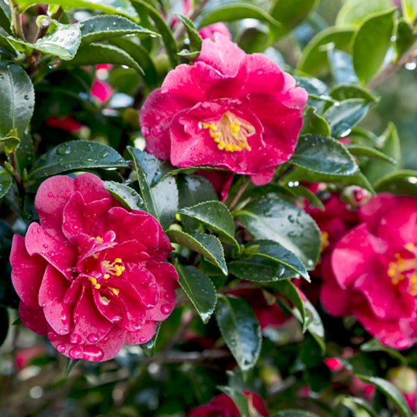 October Magic&reg; Ruby Camellia