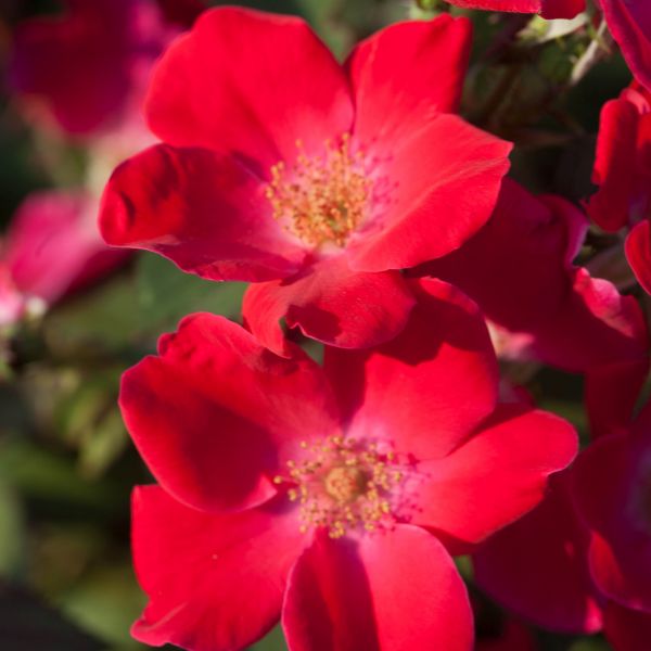 Home Run&reg; Shrub  Rose