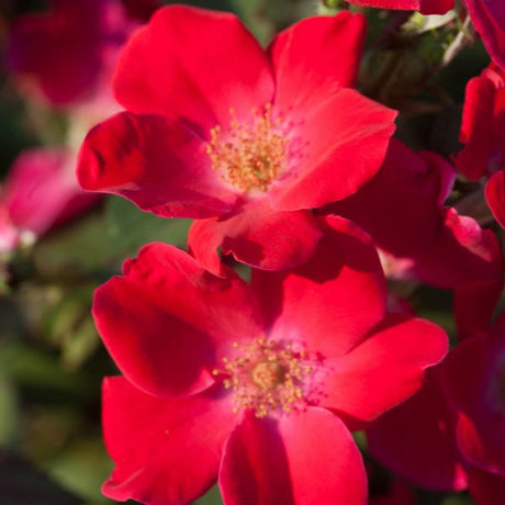 Home Run&reg; Shrub  Rose