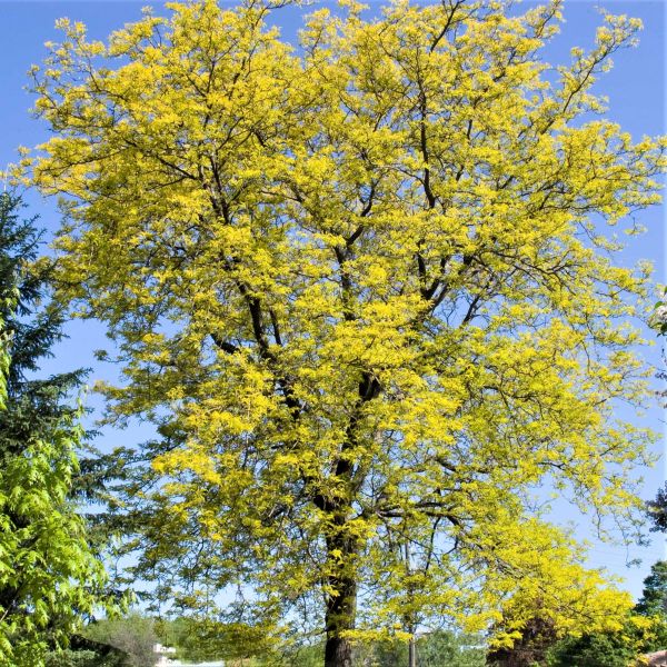 Sunburst&reg; Honeylocust