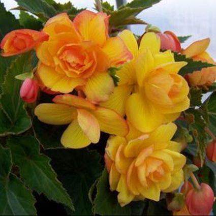 Apricot Illumination Begonia