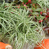 EverColor&reg; Everlite Variegated Sedge Grass