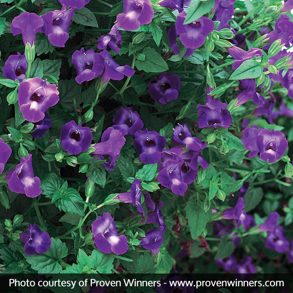 Summer Wave&reg; Large Violet Wishbone Flower