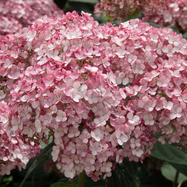 Incrediball&reg; Blush Hydrangea