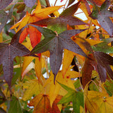 Slender Silhouette Sweetgum