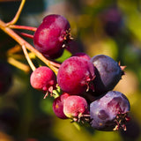 Autumn Brilliance Serviceberry