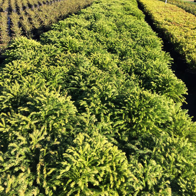 Dwarf Japanese Cedar