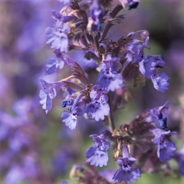 Walker's Low Catmint