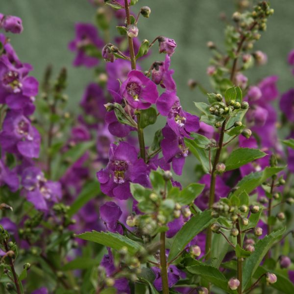 Angelface&reg; Blue Angelonia