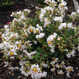 GreatMyrtle&trade; French Vanilla Crape Myrtle Shrub