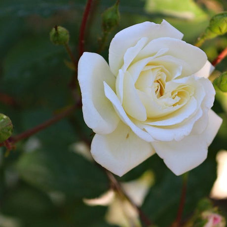 Home and Family Hybrid Tea Rose