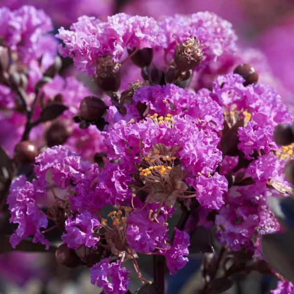 Black Diamond&reg;  Purely Purple&trade; Crape Myrtle