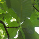 Cucumber Tree Magnolia