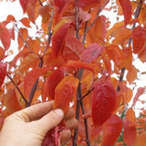 Red Barron Crabapple Tree