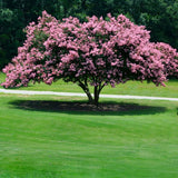 Sioux Crape Myrtle Tree