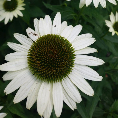 White Swan Coneflower