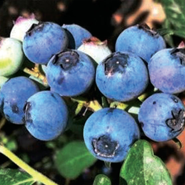 O'Neal Blueberry Bush